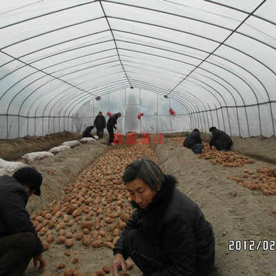 河南紅薯苗種植